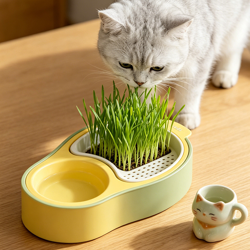 Suggestions for using cat grass box